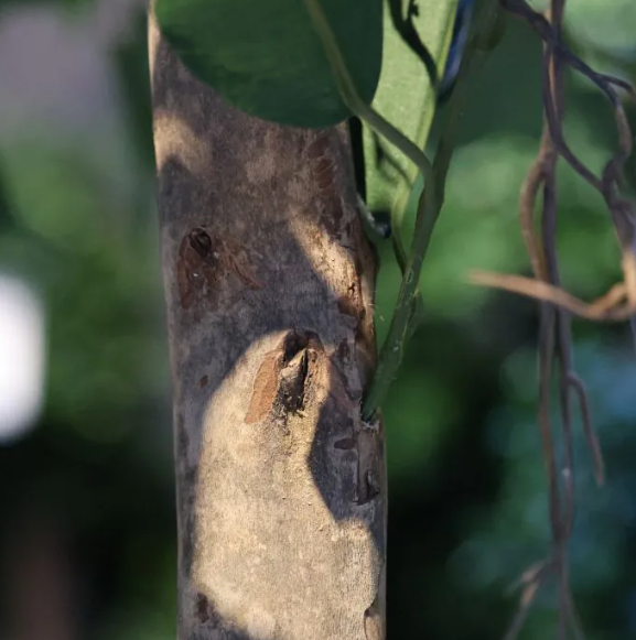 Moderne werkruimte met kunstplanten die zorgen voor een nette, duurzame en uitnodigende kantooromgeving.