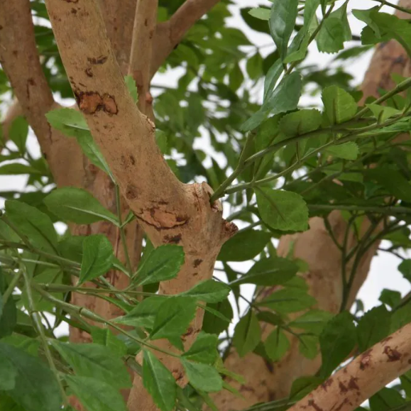 Murraya XXL | Kunstplant