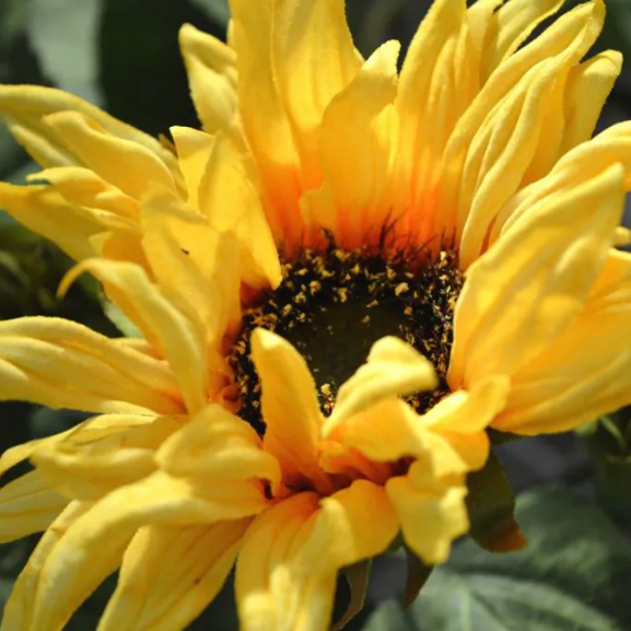 Zonnebloem 50cm | Kunst tak