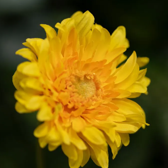 Gerbera 48cm | Kunst tak