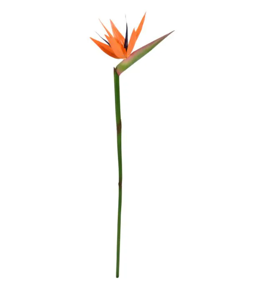 Strelitzia 90cm | Kunst tak