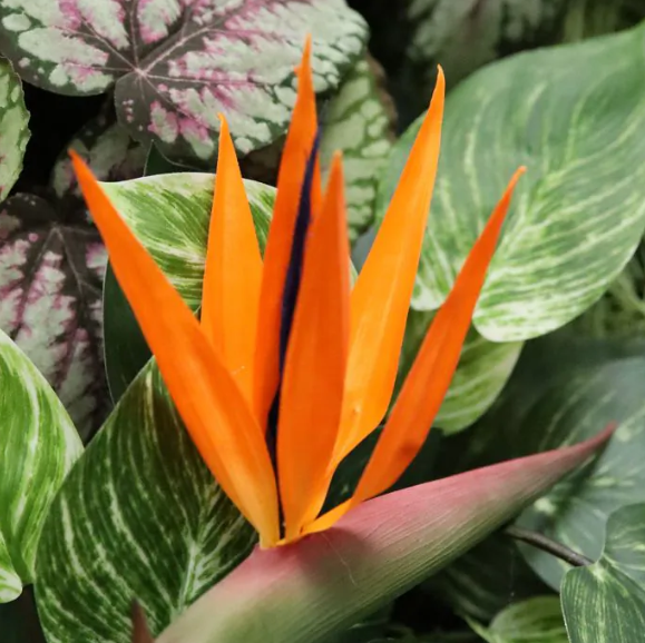 Strelitzia 90cm | Kunst tak