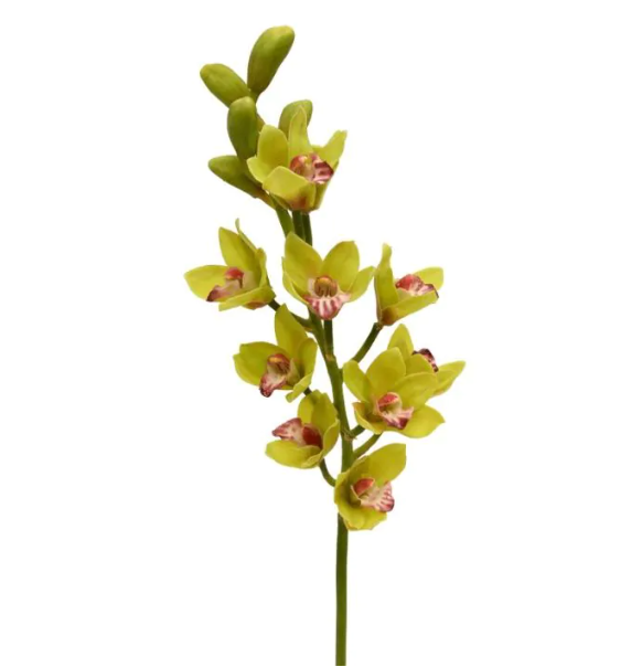 Cymbidium 70cm | Kunst tak