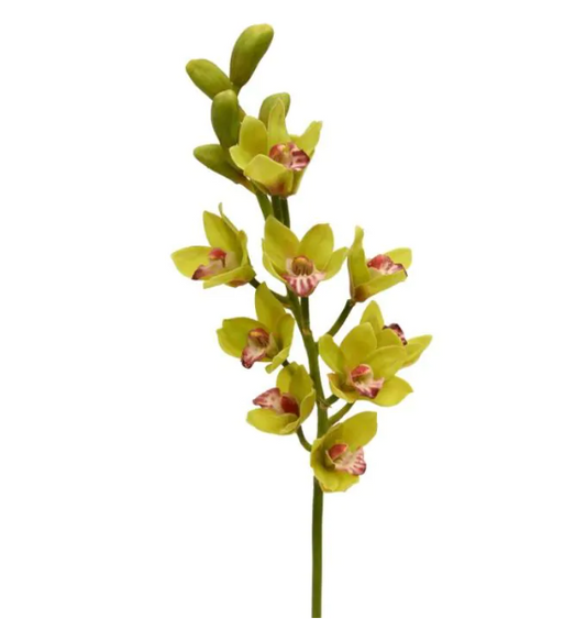 Cymbidium 70cm | Kunst tak