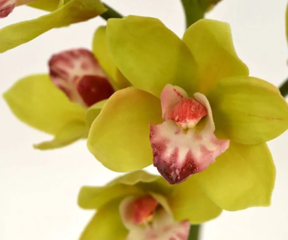 Cymbidium 70cm | Kunst tak