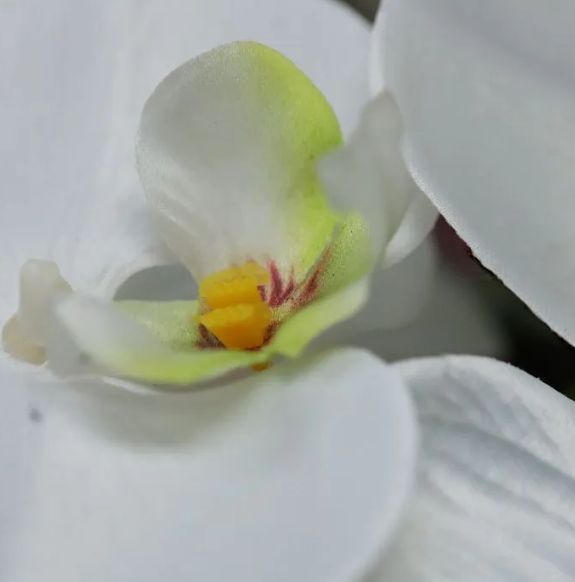 Phalaenopsis 95cm | Kunst tak