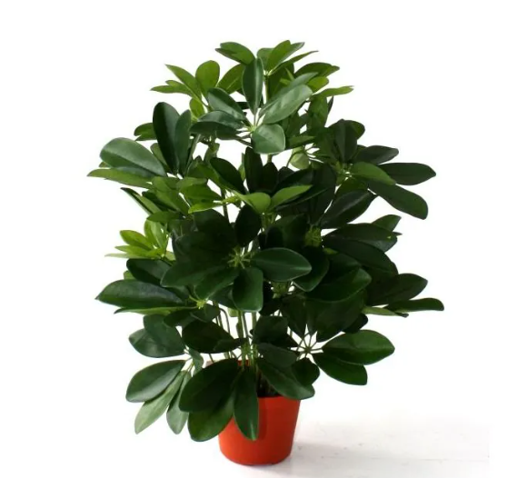 Moderne werkruimte met kunstplanten die zorgen voor een nette, duurzame en uitnodigende kantooromgeving.