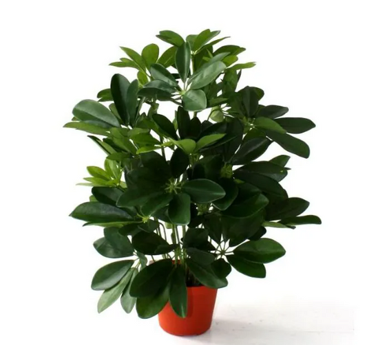 Moderne werkruimte met kunstplanten die zorgen voor een nette, duurzame en uitnodigende kantooromgeving.