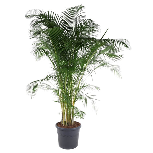 Dypsis Lutescens Areca XXL 300cm