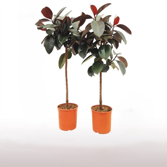 Ficus Abidjan op Stam