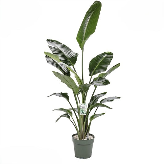 Strelitzia Nicolai