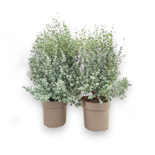 Eucalyptus Gunnii