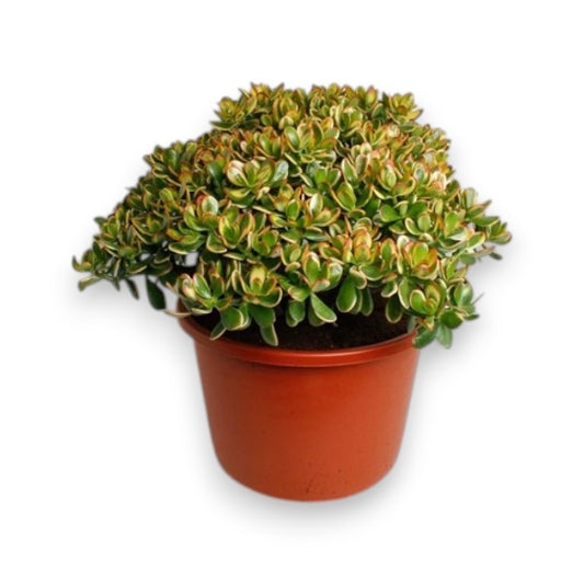 Crassula Sunset